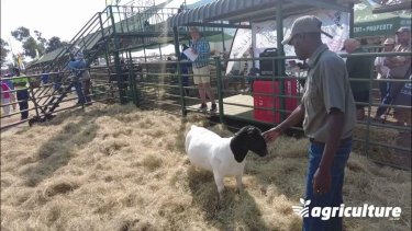ADMA-Indigenous-breeds-sale