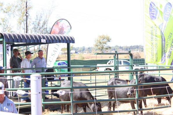 ZNIB-sale-at-ADMA-2024-3