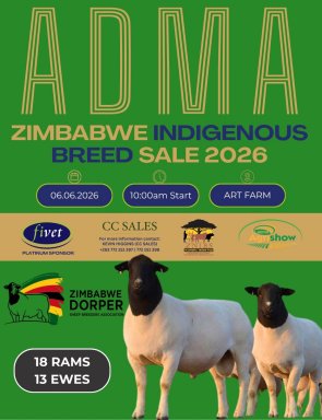 ZHB-ADMA-Indigenous-breeds-sale-dorper